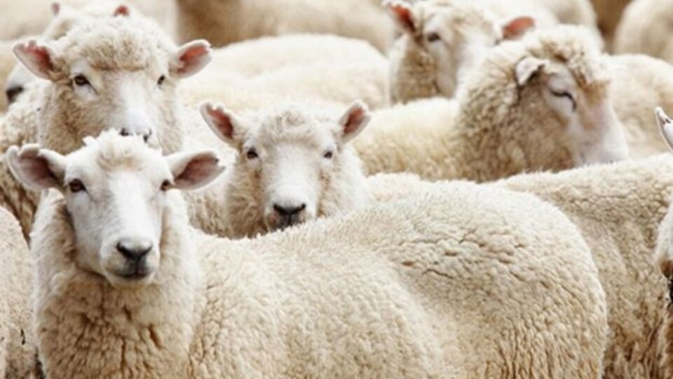 Kurban Bayramı ne zaman ve kaç gün tatil?