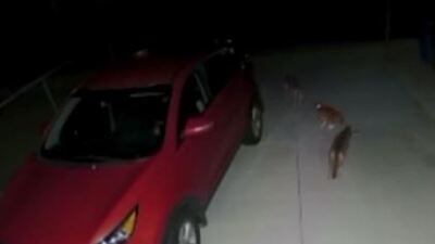 Ev kedisinin çakallarla imtihanı!