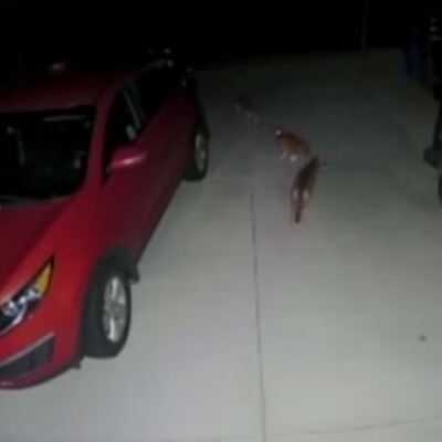 Ev kedisinin çakallarla imtihanı!