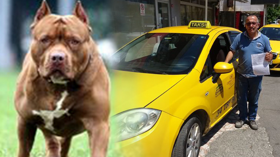 Taksiciye pitbullu gasp dehşeti
