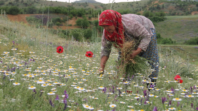 Kadınlar ekmeğini "kır"dan çıkarıyor