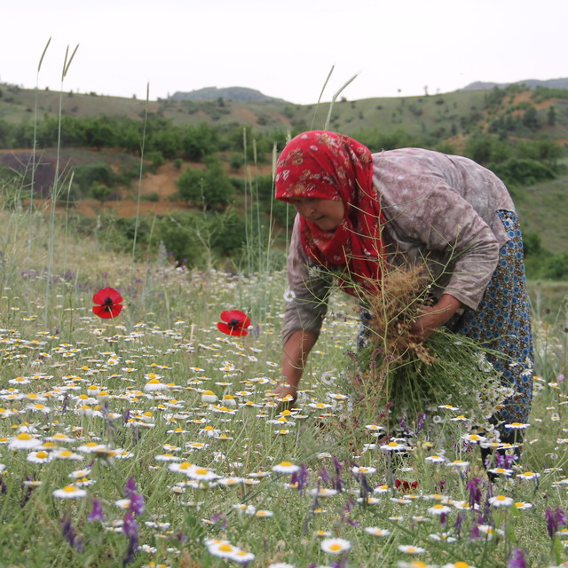 Kadınlar ekmeğini "kır"dan çıkarıyor