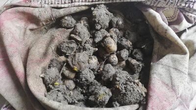 Bu çuvalın bedeli 240 bin TL oldu