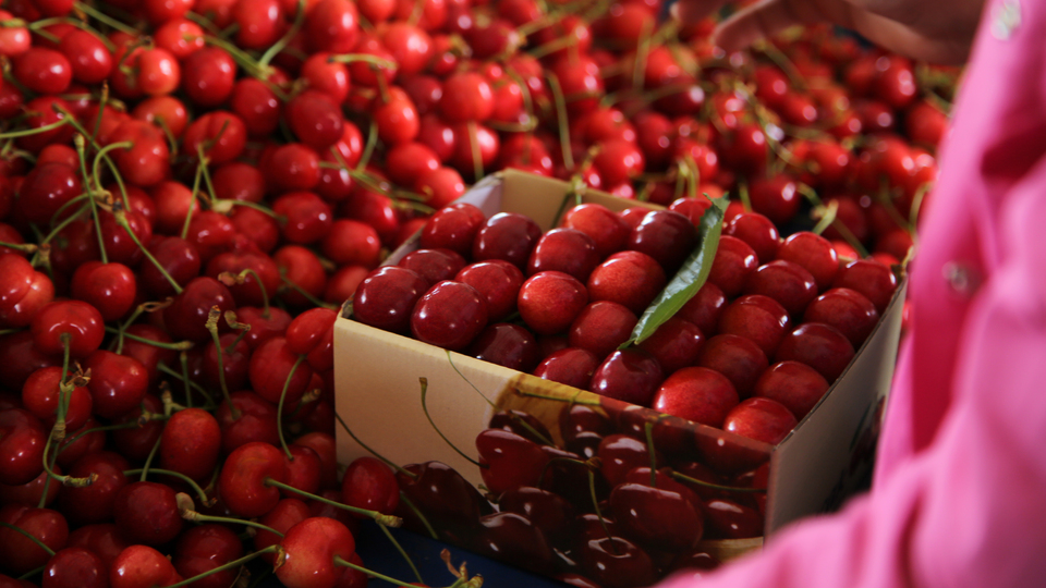 İhracatlık kirazda fiyat üreticiyi sevindirdi