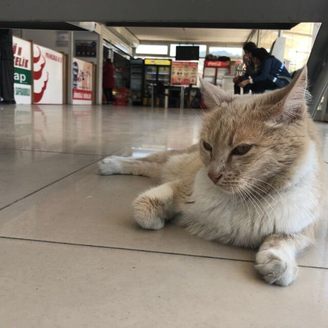 Adı: "Sarı!" Terminalin dayısı!