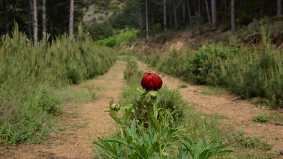 Ender görülüyordu! Denizli'de bulundu