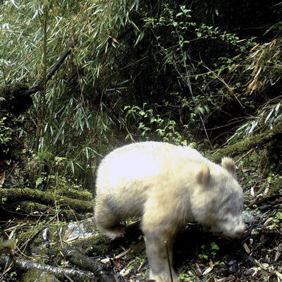 Dünyada ilk kez görüntülendi!