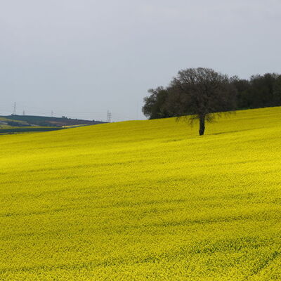Trakya sapsarı! Ayçiçeğin tahtını salladı! Peki sağlık endişeleri neler?