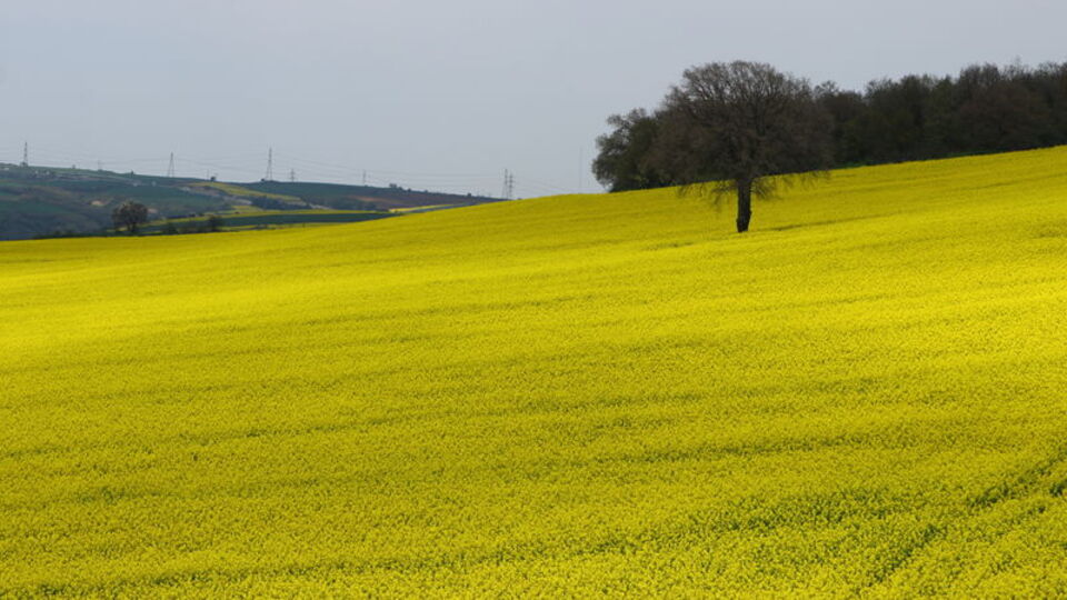 Trakya sapsarı! Ayçiçeğin tahtını salladı! Peki sağlık endişeleri neler?