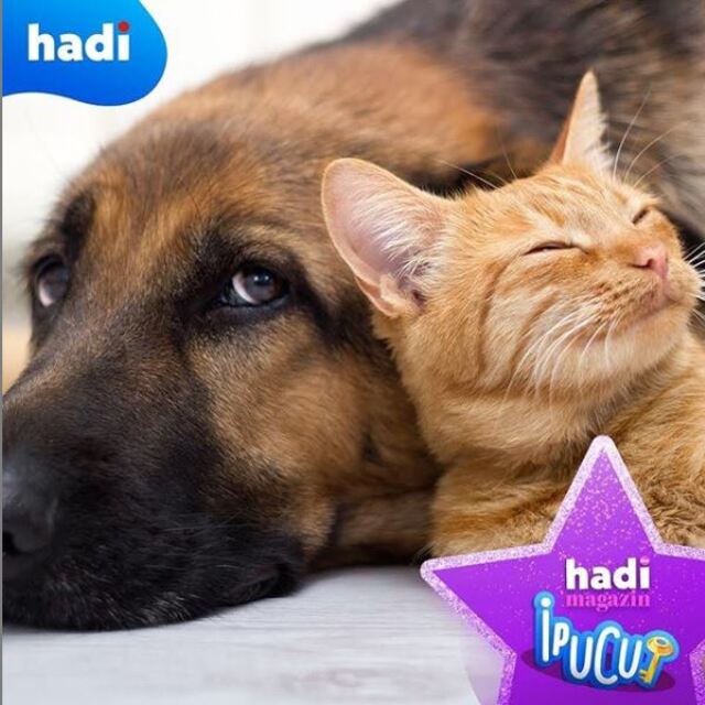 Hadi ipucu sorusu cevabı