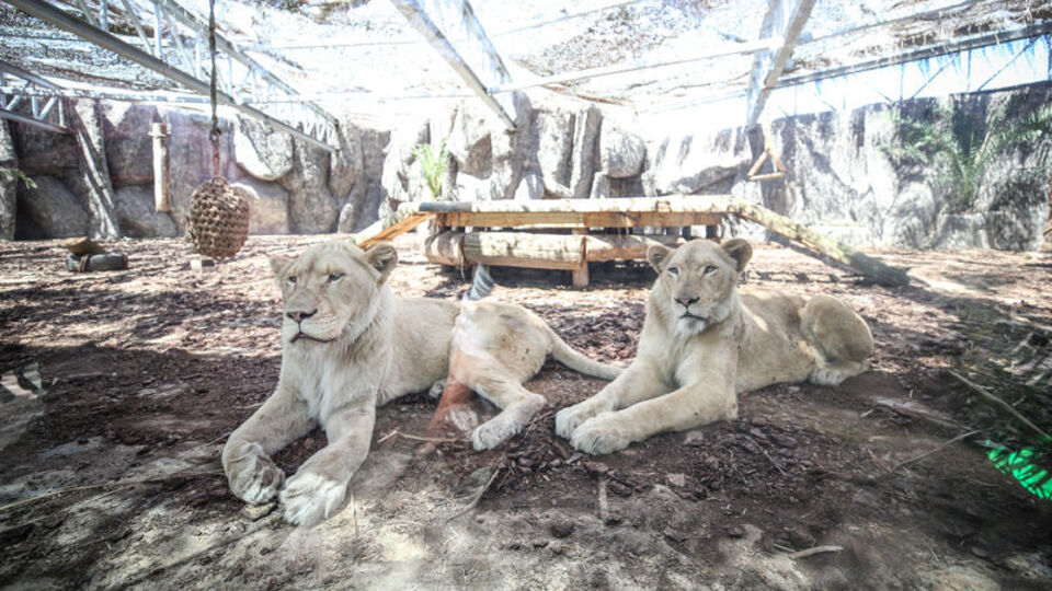 Türkiye'nin ilk beyaz aslanları