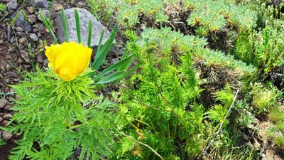 150 yıl aradan sonra ilk kez görülmüştü! Korunacak