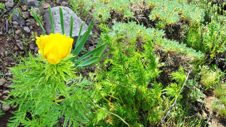 150 yıl aradan sonra ilk kez görülmüştü! Korunacak