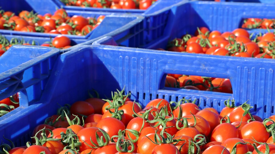 Türkiye'den 57 ülkeye domates ihracı