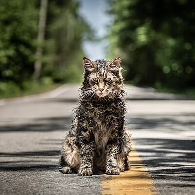 Hayvan Mezarlığı'nın yıldızı 'Leo' öldü