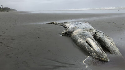 Bilim insanlarını harekete geçiren ölümler