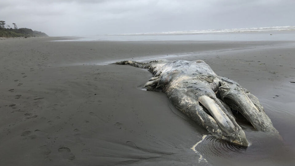 Bilim insanlarını harekete geçiren ölümler