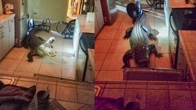 Ev sahibini korkutan manzara!