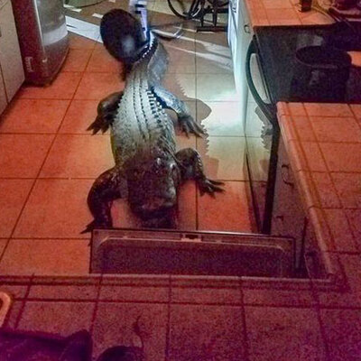 Ev sahibini korkutan manzara!