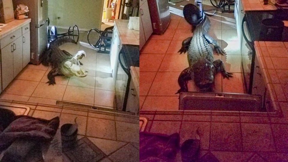 Ev sahibini korkutan manzara!