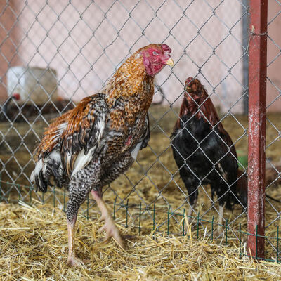 Çatı katında vahşet ringi