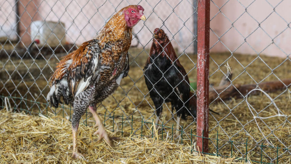 Çatı katında vahşet ringi