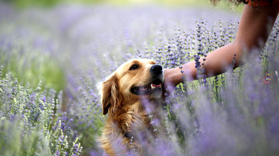 Turizmde yeni trend!