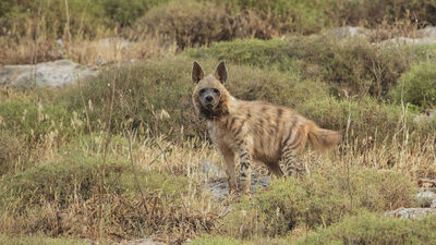 Hatay'da kameralara takıldı!