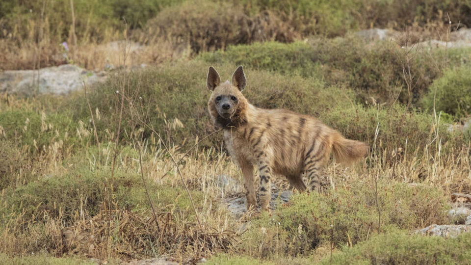 Hatay'da kameralara takıldı!