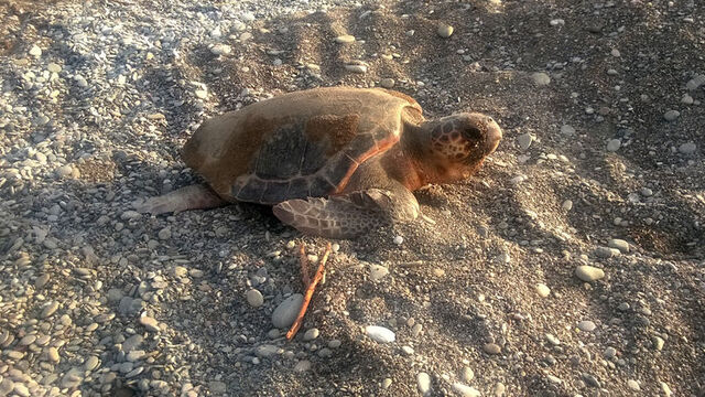 Carettaya taşla vurup, üzerine bindiler!