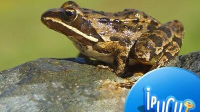 Hadi ipucu sorusu cevabı