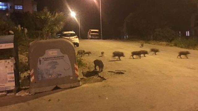 Domuz sürüsü şehre indi