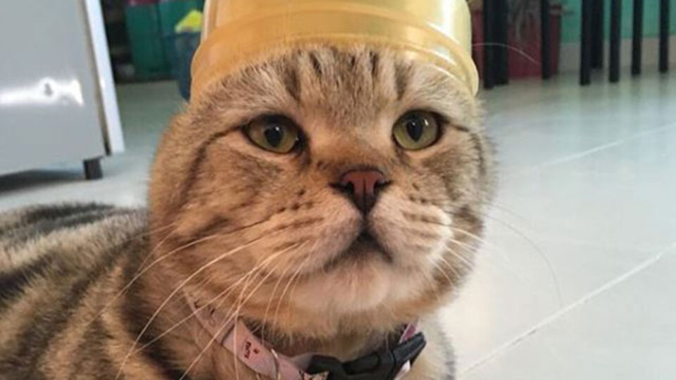 Sosyal medya fenomeni kedi 'Jep' öldü