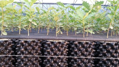 Bu bitki 350 milyon dolar getirecek