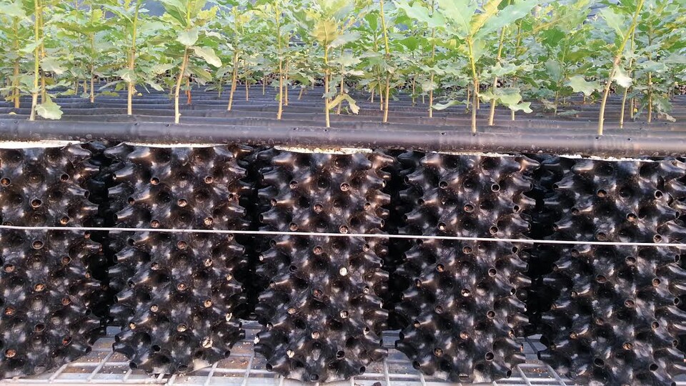 Bu bitki 350 milyon dolar getirecek