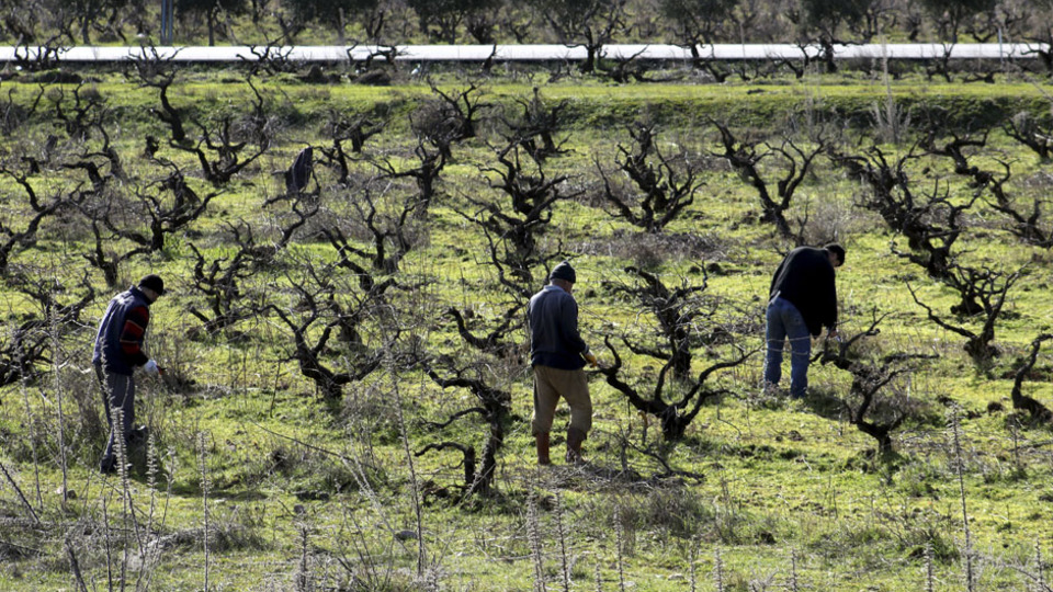 Meyvesi 1 lira, yaprağı 10 lira