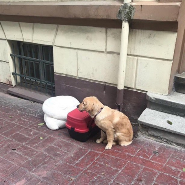 Nişantaşı'nda bir köpeği eşyalarıyla sokağa attılar