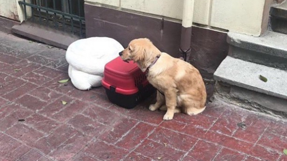 Nişantaşı'nda bir köpeği eşyalarıyla sokağa attılar