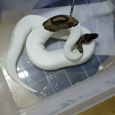 İstanbul'da operasyon! Aralarında öğretmen de var...