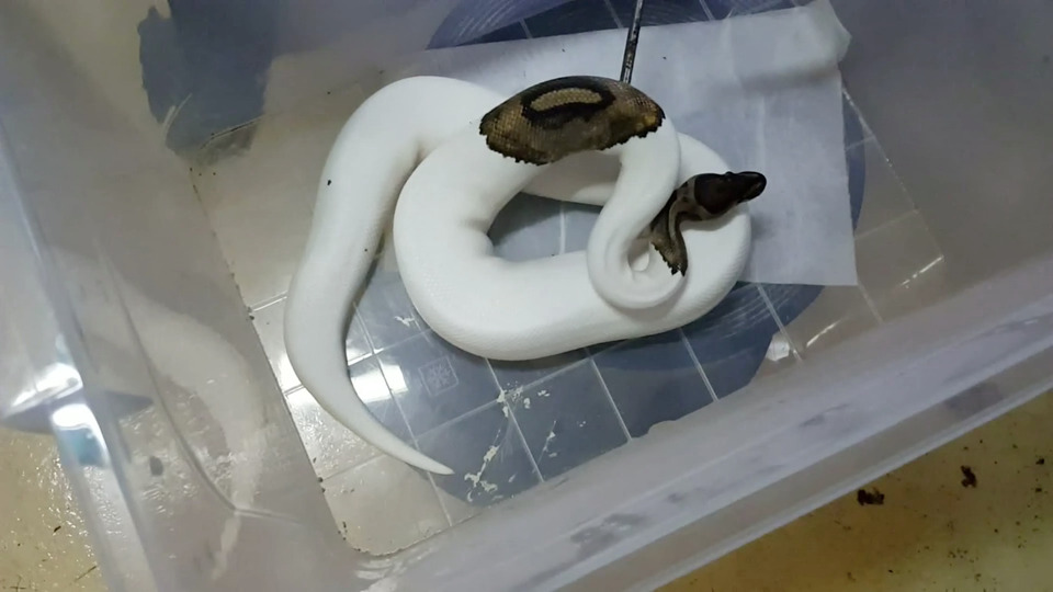 İstanbul'da operasyon! Aralarında öğretmen de var...