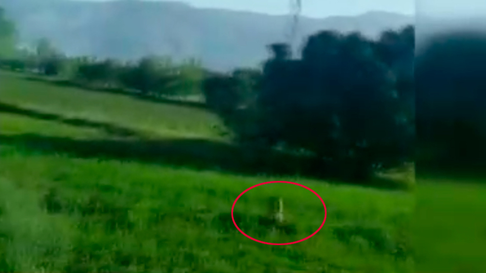 Kurtlar karayoluna indi!