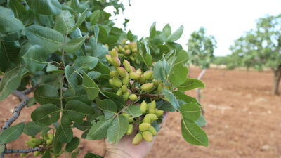Yağışlar Antep fıstığını da vurdu