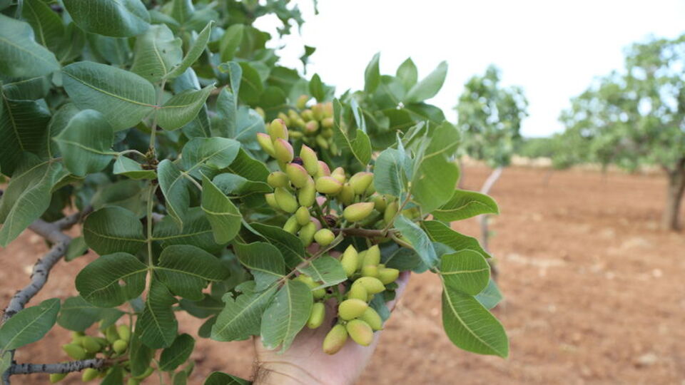 Yağışlar Antep fıstığını da vurdu