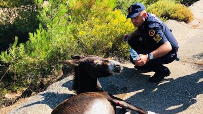 Ölüme terk edilen eşeğe Jandarma şefkati