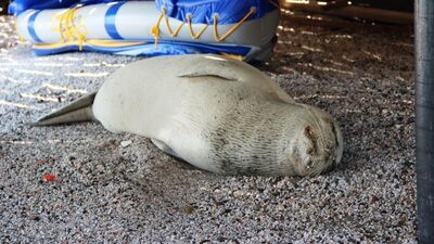 Bodrum'u mesken tutan beyaz fok balığını şikayet ettiler
