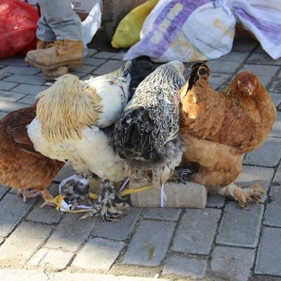 O hastalığa karşı en etkili önlem tavuklar