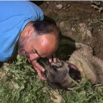Köpeğinin başında gözyaşı döktü
