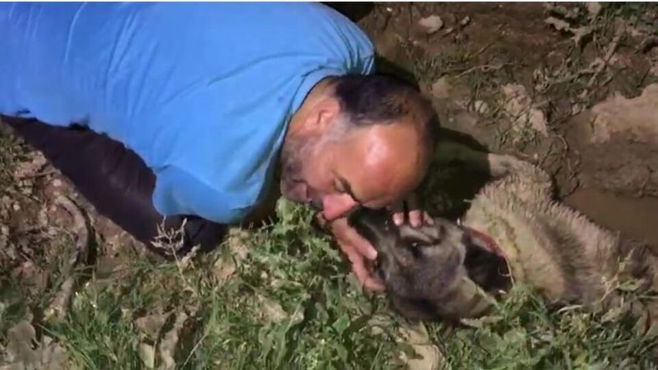 Köpeğinin başında gözyaşı döktü