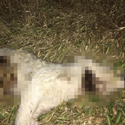 Yavru köpeği işkenceyle öldürdü!
