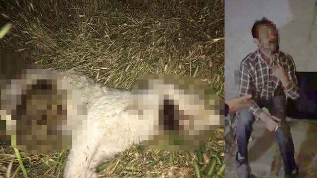 Yavru köpeği işkenceyle öldürdü!